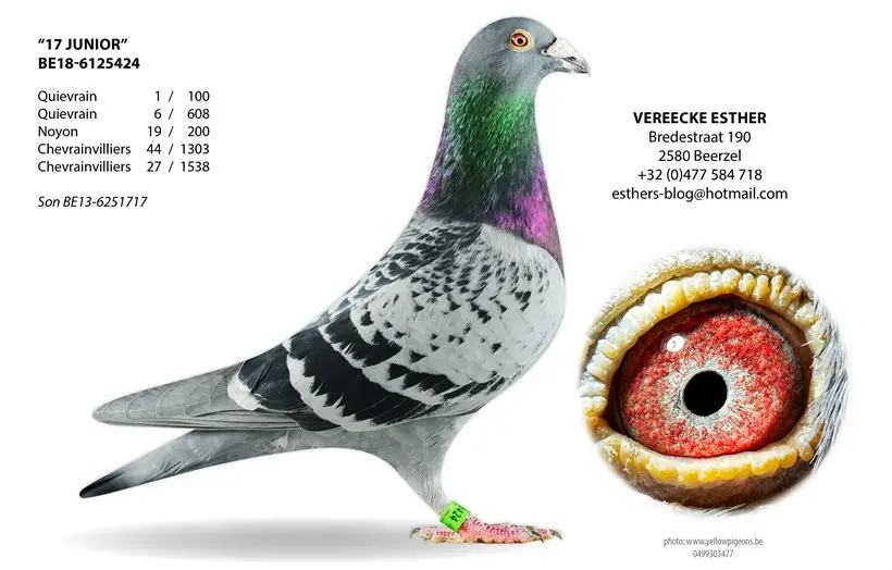 B.18-6125424 - 17 Junior