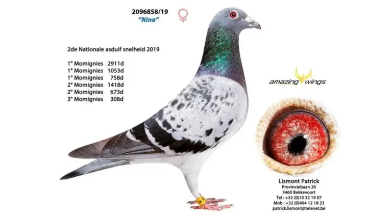 B.19-2096858 “NINA” and Patrick Lismont, The Master Breeder and the Hen Who Built a Dynasty of Ace Pigeons