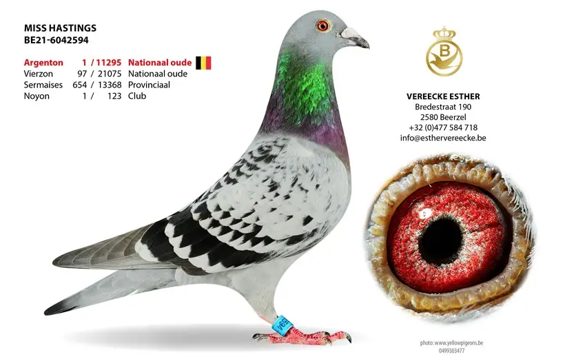 B.21-6042594- Miss Hastings