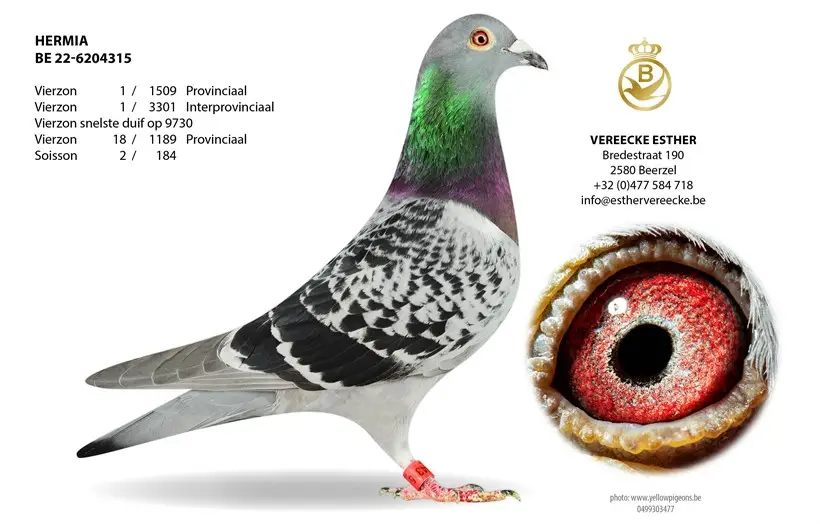 B.22-6204315 - Hermina