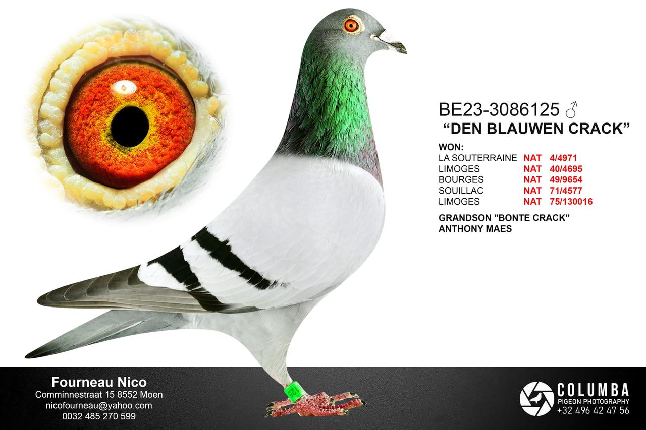 B.23-3086125 - Den Blauwen Crack