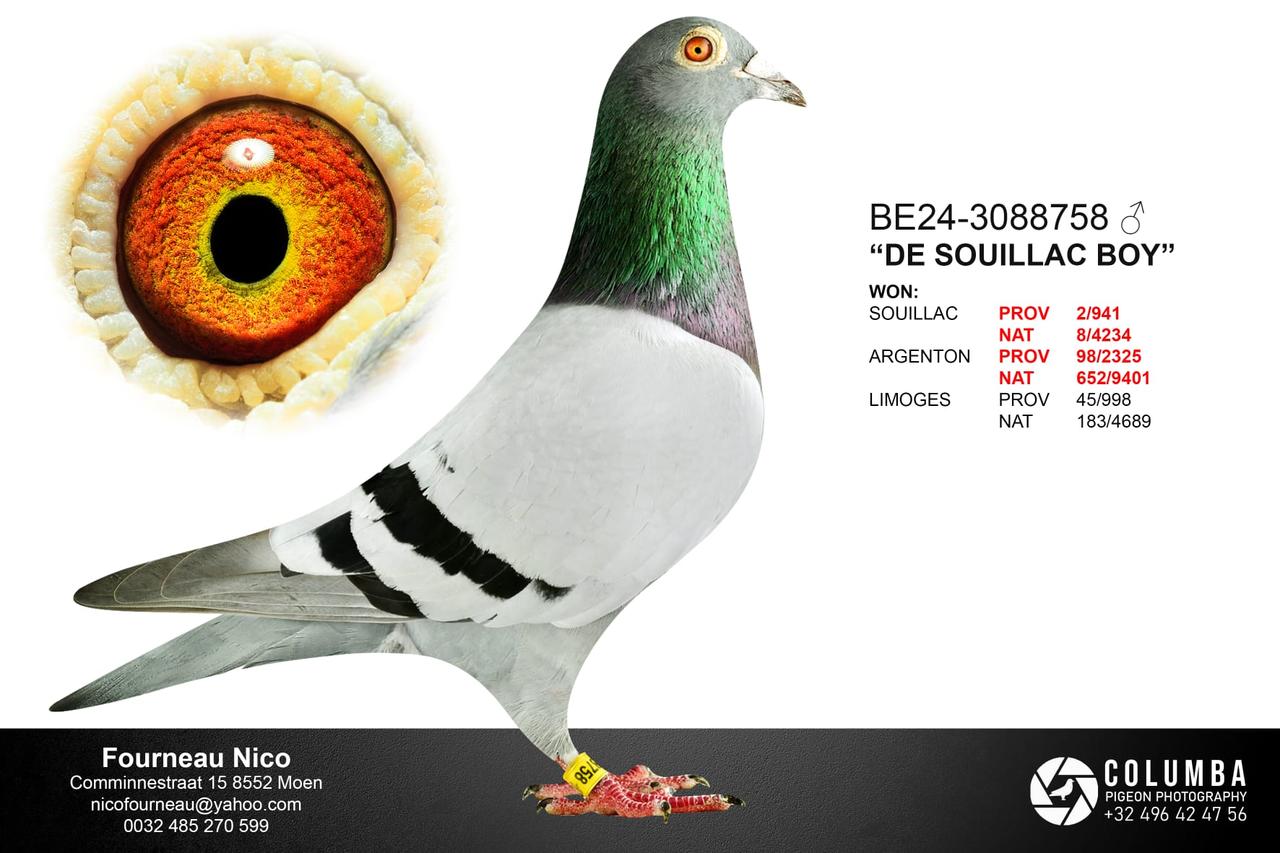 B.24-3088758 - De Souillac Boy