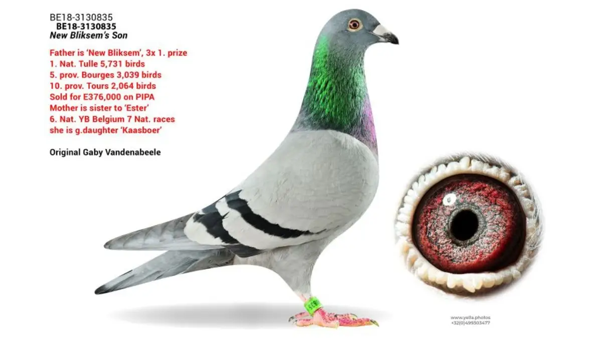 The Final Flight of Kris Cleirbaut – Featuring BE.18-3130835 “New Bliksem’s Son”