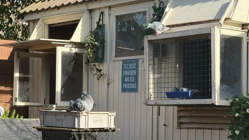 Happy Pigeon Blog Banner