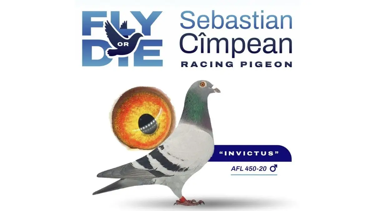 Racing pigeon advertisement with details of "Invictus" the legendary breeder from Sebastian Cimpean