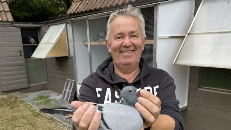Patrick Vervloesem – The Bloodline of Champions now on Amazing Wings