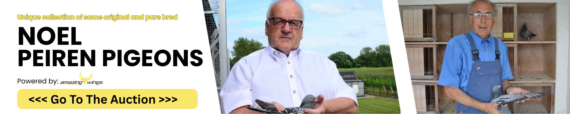 Roger Debusschere Racing Pigeons