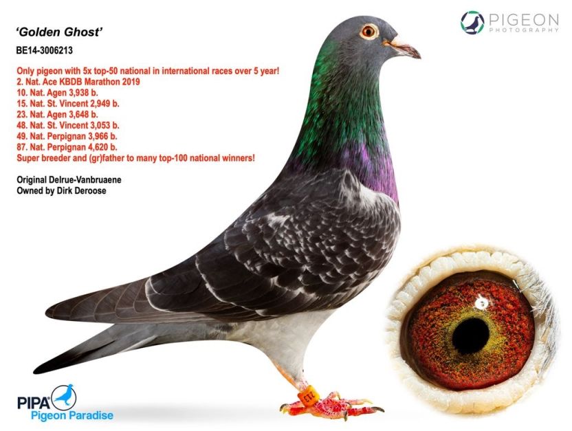 B.14-3006213 - Golden Ghost