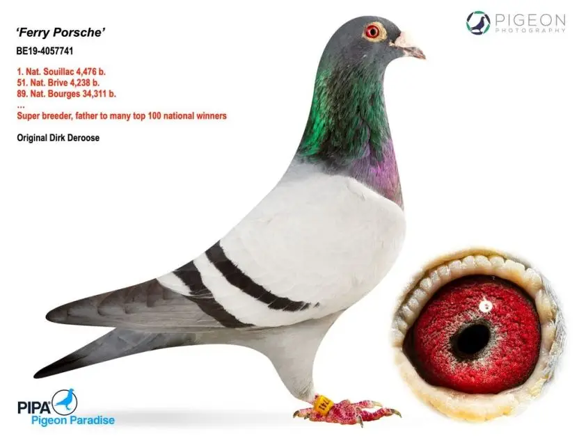 B.19-4057741 = Ferry Porsche