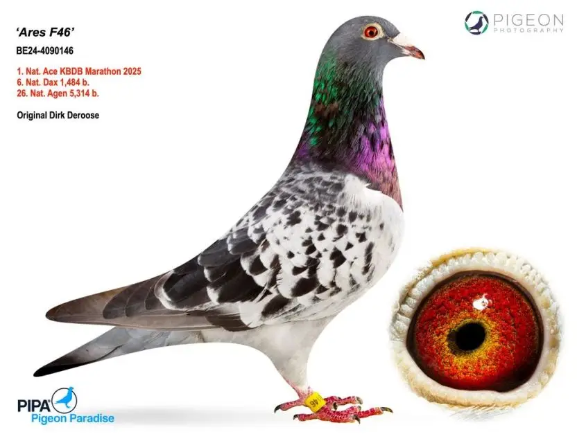 B.24-4090146 - Ares F46