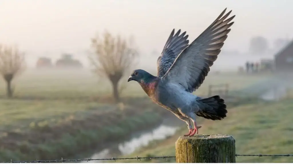 Bird Flu Netherlands Blog Banner