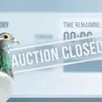 Why Auctions Disappear Immediately After Closing and What’s Really Going On
