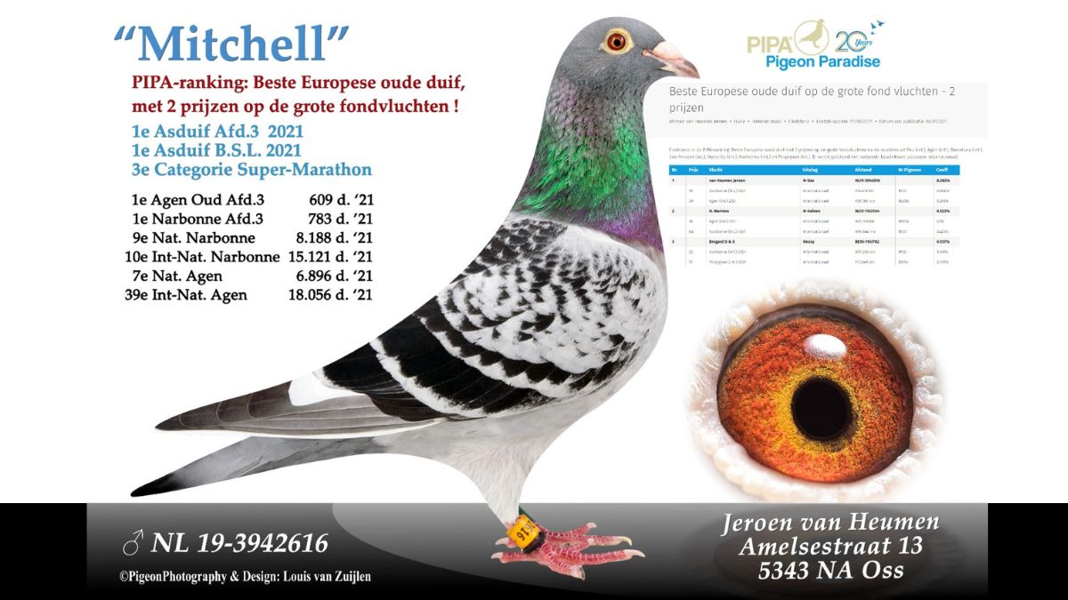 Jeroen van Heumen, Racing Pigeons