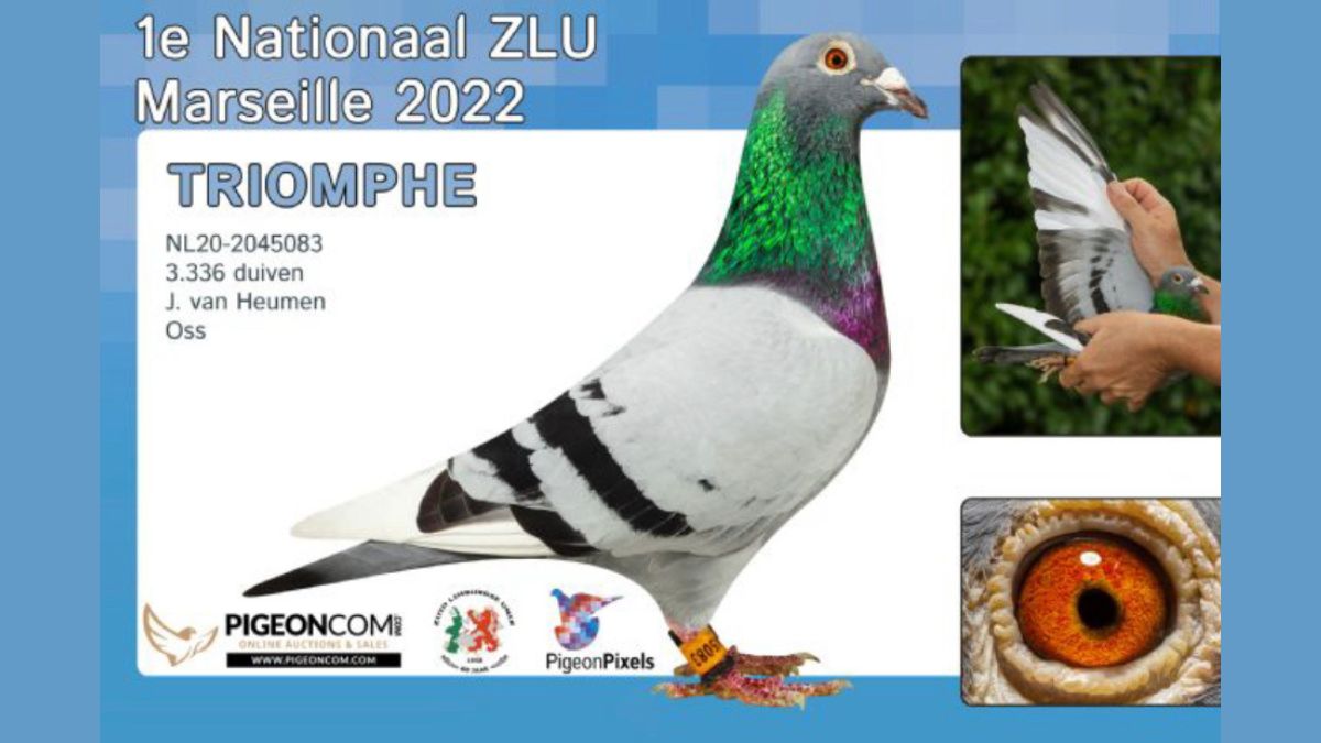 Jeroen van Heumen, Racing Pigeons