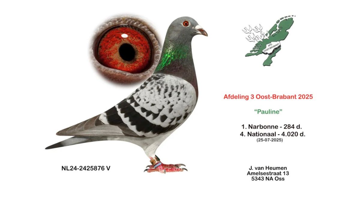 Jeroen van Heumen, Racing Pigeons