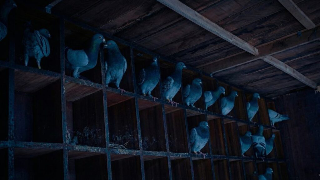 Racing Pigeon Darkening System Explained