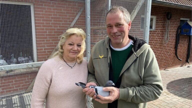 SG Nieland Pigeons