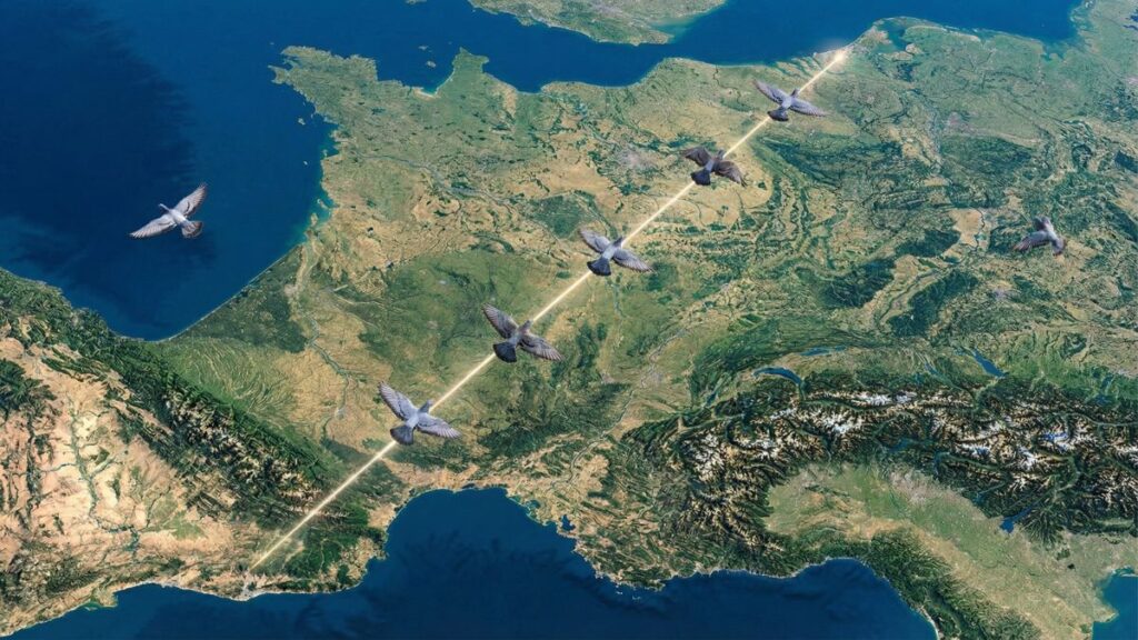 Train In Line Blog Banner