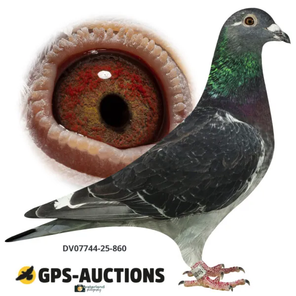 Ulrich Franzsander 11