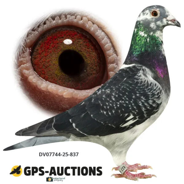 Ulrich Franzsander 9