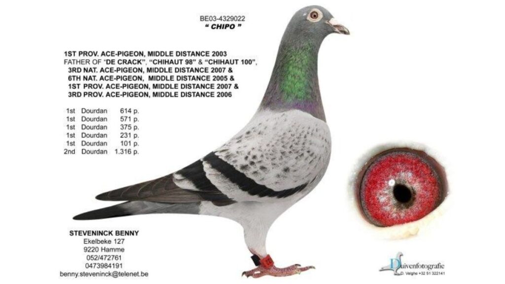 B.03-4329022 Chipo Benny Steveninck