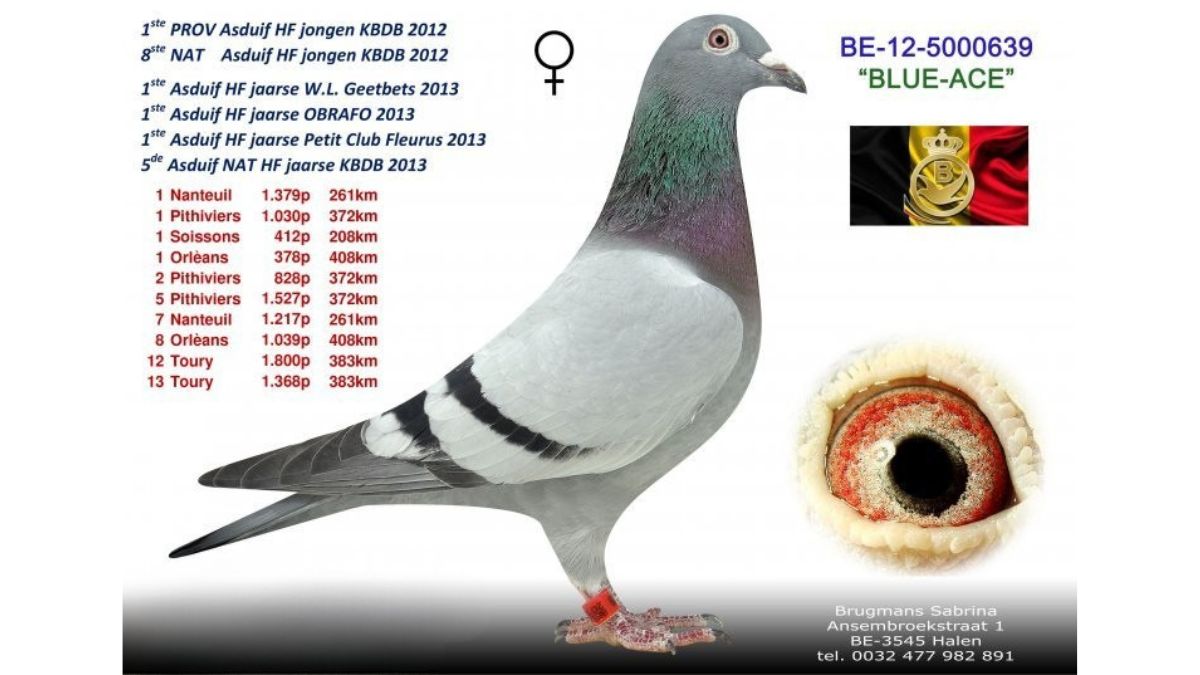 B.12-5000639 Blue Ace Sabrina Brugmans