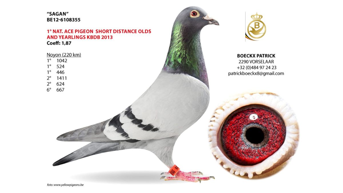 B.12-6108355 Sagan Patrick Boeckx