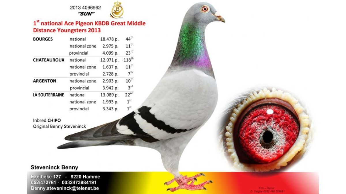 B.13-4096962 Sun Benny Steveninck Racing Pigeons