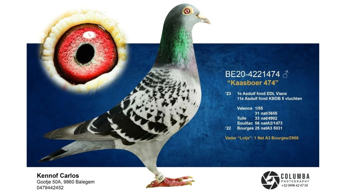 B.20-4221474 Kaasboer 474 Kennof Pigeons