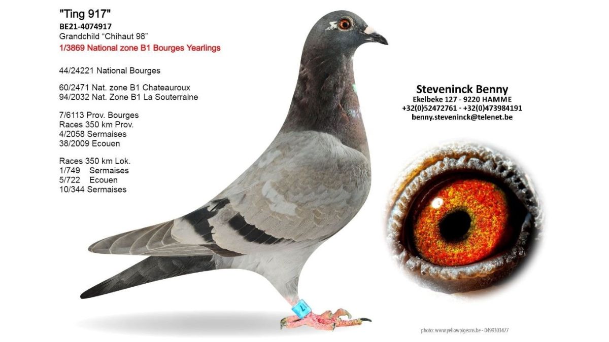 B.21-4079917 Ting 917 Benny Steveninck Racing Pigeons