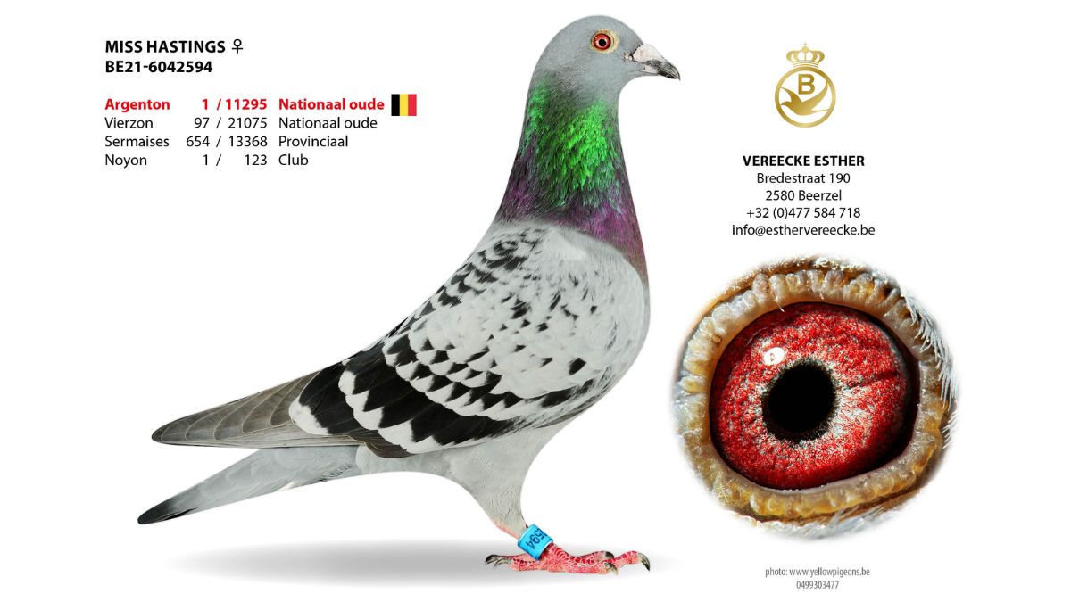 B.21-6042594 Miss Hastings - Esther Vereecke Pigeons