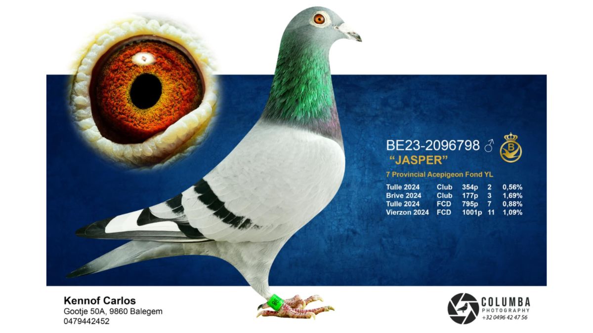 B.23-2096798 Jasper B.20-4221474 Kaasboer 474 Kennof Pigeons
