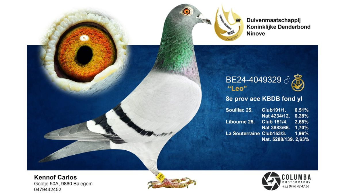 B.24-4039329 Leo Kennof Pigeons