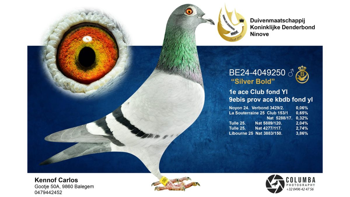 B.24-4049250 Silver Bold Kennof Pigeons