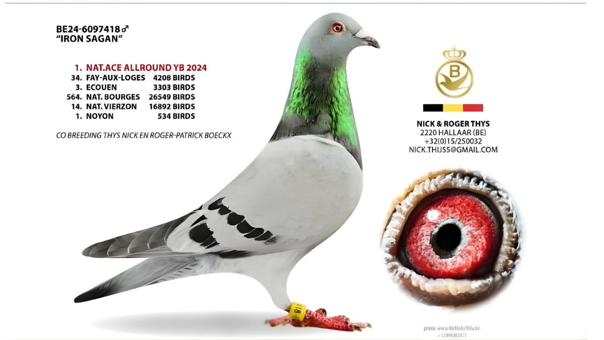 B.24-6097418 Iron Sagan Nick en Roger Thys