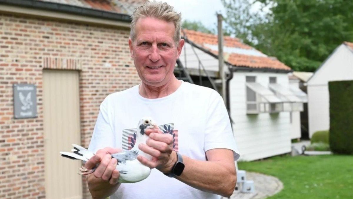 Benny Steveninck Racing Pigeon For Sale