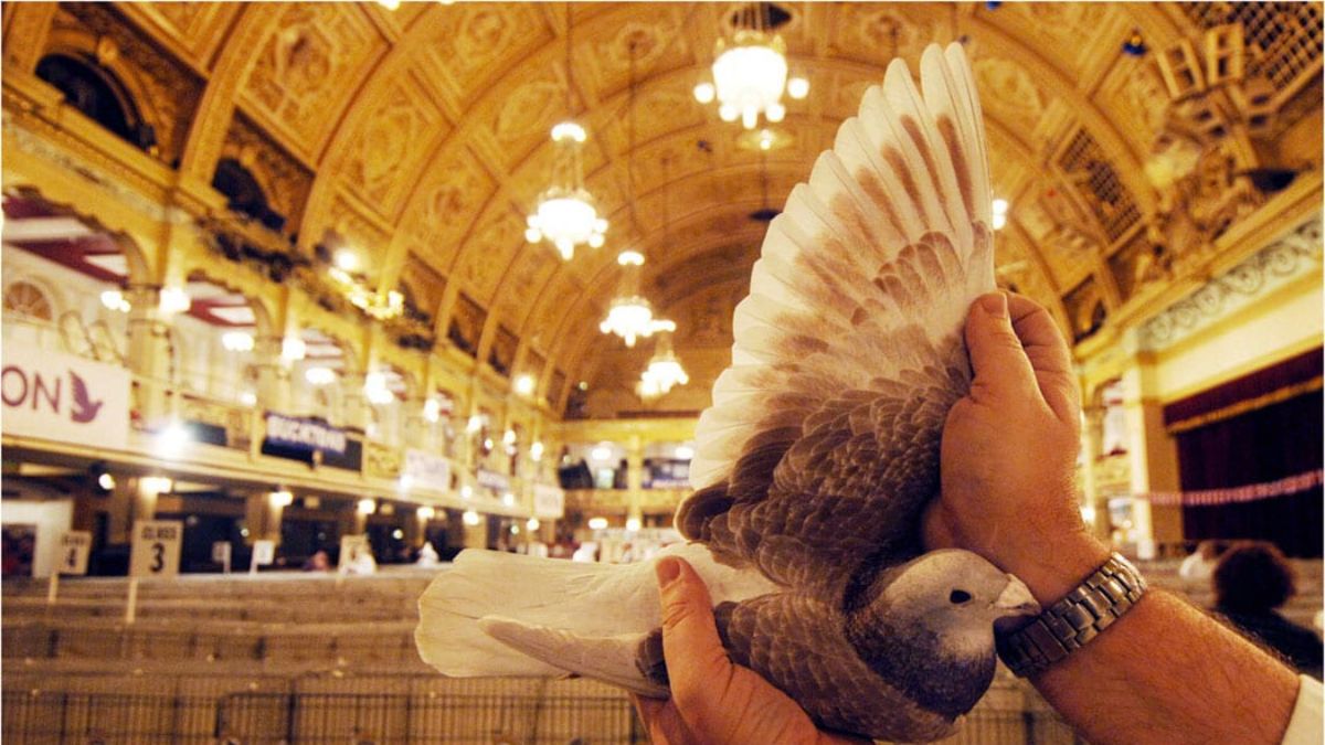 Blackpool Racing Pigeon Show