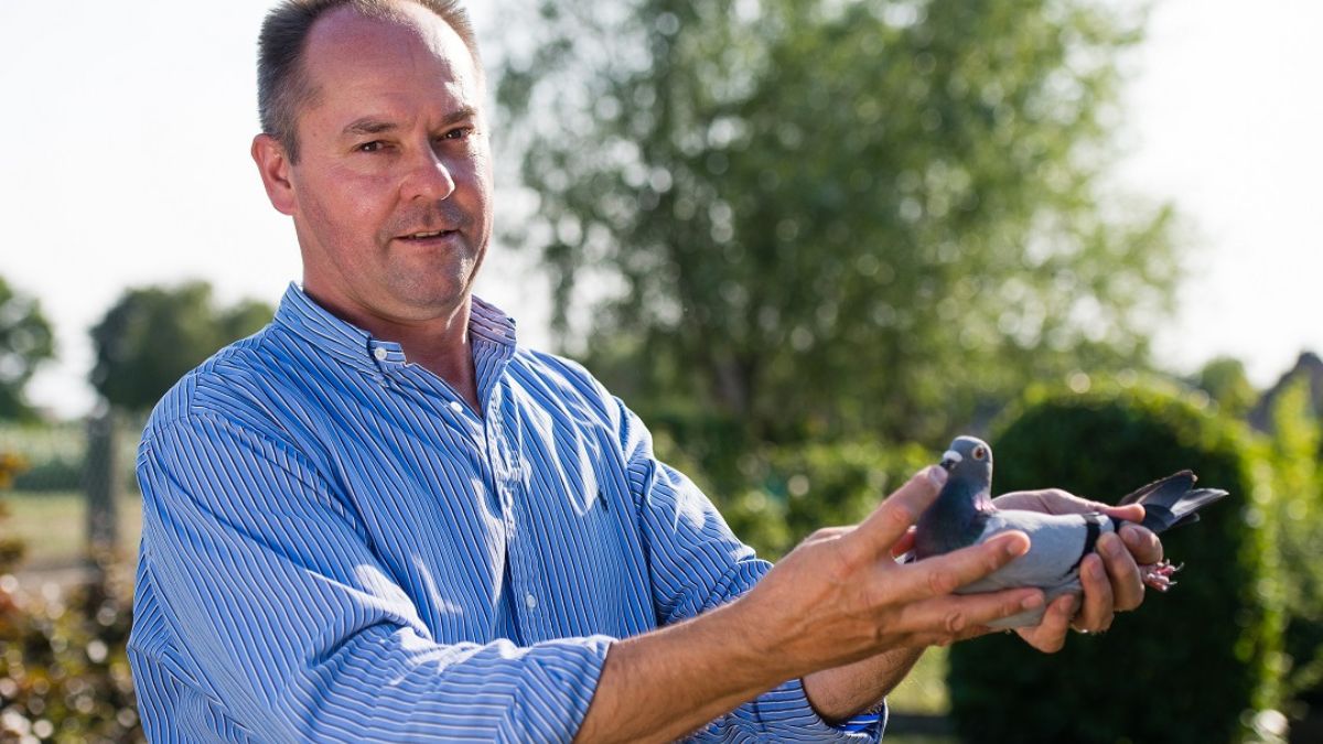 Chris Debacker Pigeon Auction