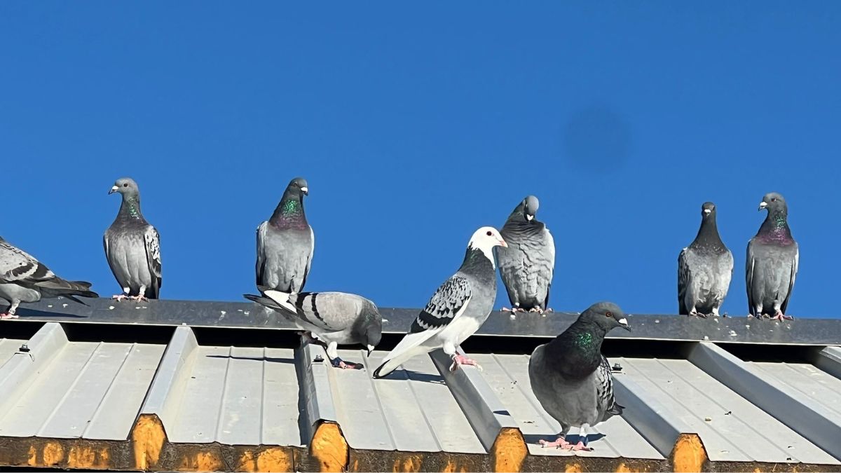 Derby Moldova Season 2026