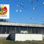 Derby Moldova 2026: The ultimate €55,555 gold rush in the untouched heart of pigeon paradise!