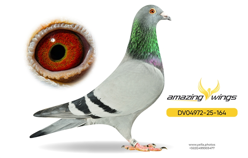 Heinz Bindacz Auction 11