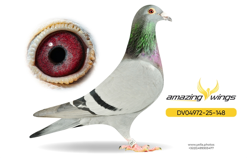 Heinz Bindacz Auction 6