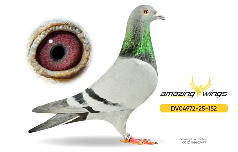 Heinz Bindacz Auction 7