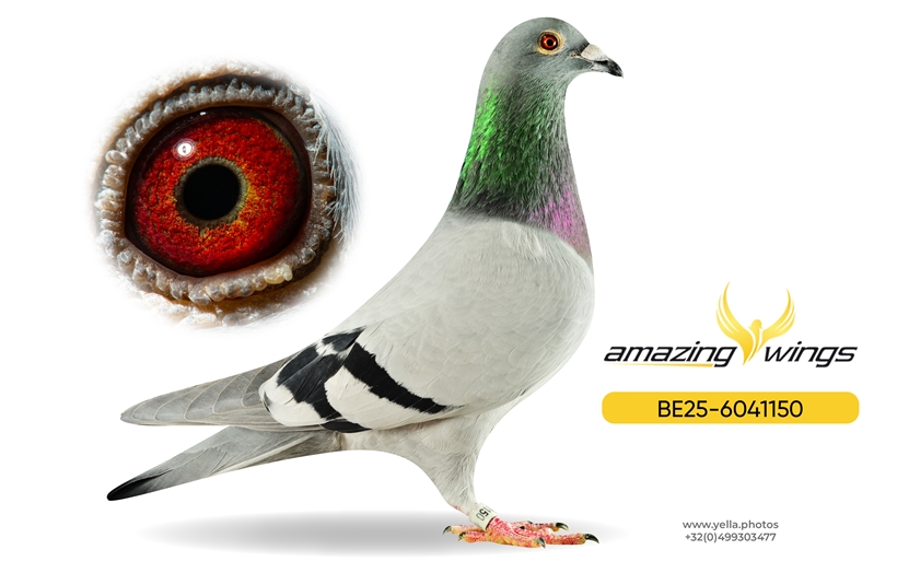 Luc Vervoort Pigeons 10