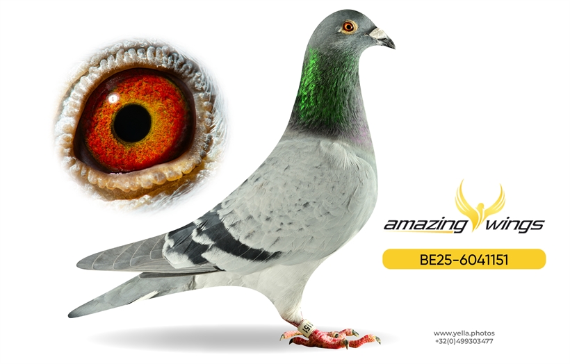 Luc Vervoort Pigeons 11