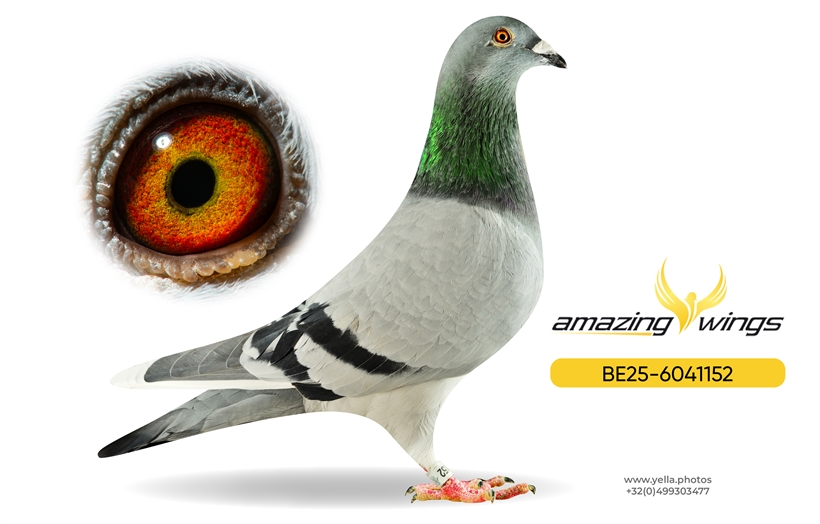 Luc Vervoort Pigeons 12