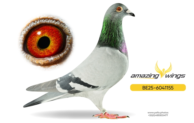 Luc Vervoort Pigeons 2