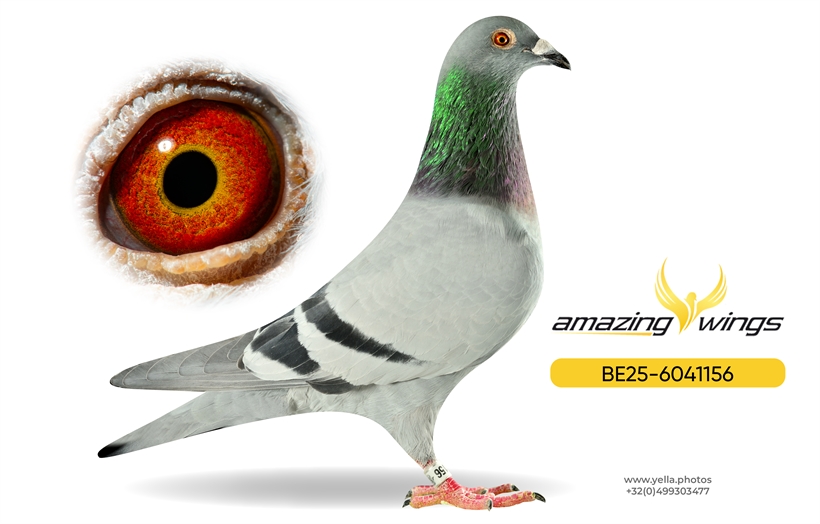 Luc Vervoort Pigeons 3