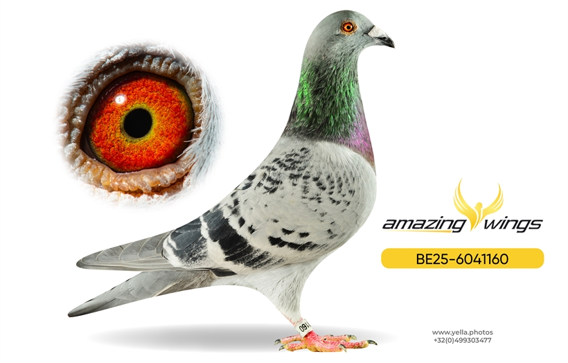 Luc Vervoort Pigeons 5