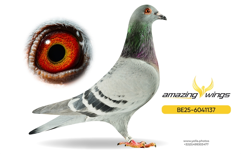 Luc Vervoort Pigeons 6